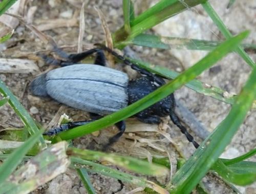Réf. 204 913 : Iberodorcadion fuliginator